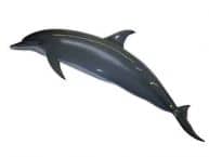 Grey Porpoise Marine Mammal Replica 72