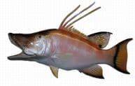 Hog Snapper Fish Replica 28