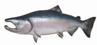 King Salmon Fish Replica 49