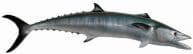 Kingfish Fish Replica 49