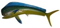 Mahi Fish Replica 50