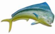 Mahi Fish Replica 60
