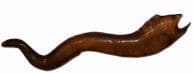 Brown Moray Eel Fish Replica 55