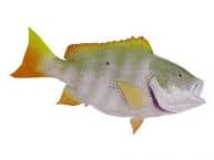 Mutton Snapper Fish Replica 32