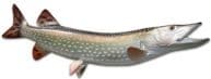 Northern Pike Fish Replica 36