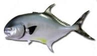 Permit Fish Replica 39