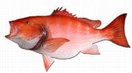 Red Snapper Fish Replica 39