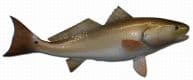 Redfish Replica 26