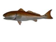 Redfish Replica 42