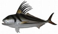 Roosterfish Replica 55