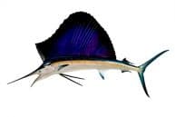 Sailfish Replica 60