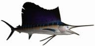 Sailfish Replica 72