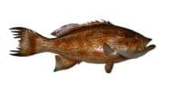 Scamp Grouper Fish Replica 32