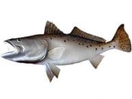 Seatrout Fish Replica 26