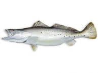 Seatrout Fish Replica 32