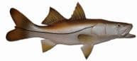 Snook Fish Replica 26