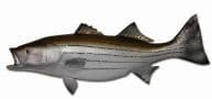 Striped Bass Fish Replica 43