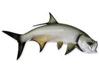 Tarpon Fish Replica 42