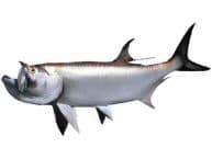 Tarpon Fish Replica 57