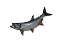 Tarpon Fish Replica 74