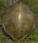 Green Turtle Shell Replica 32