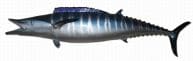 Wahoo Fish Replica 75