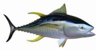 Yellowfin Tuna Fish Replica 52