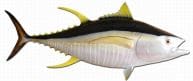 Yellowfin Tuna Fish Replica 55