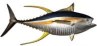 Yellowfin Tuna Fish Replica 72