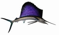 Mounted Fish and Sealife